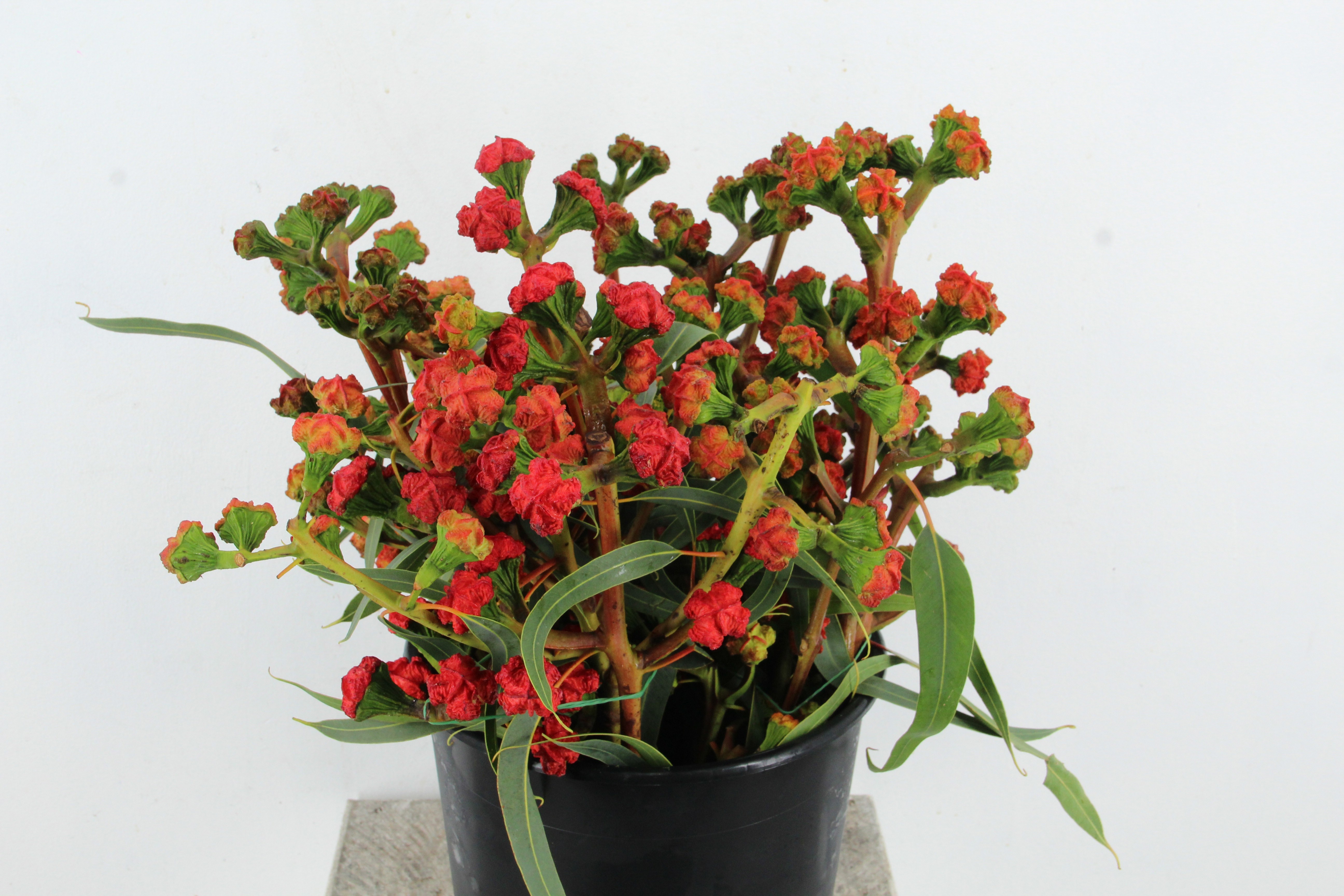 Euca Erythrocorys