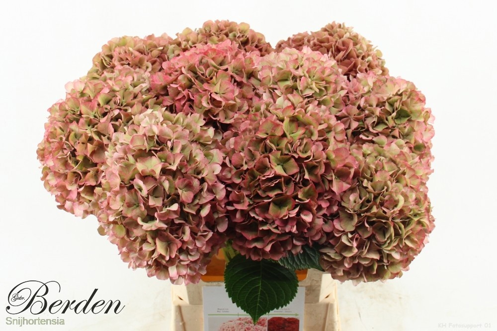 Hydrangea Glowing Alps Classic 60cm 20Ø