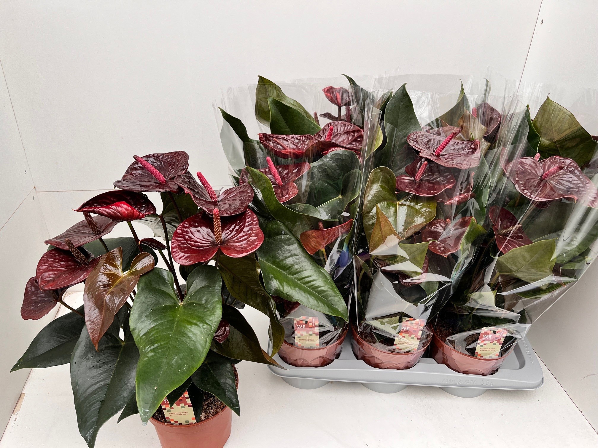 Anthurium Morena
