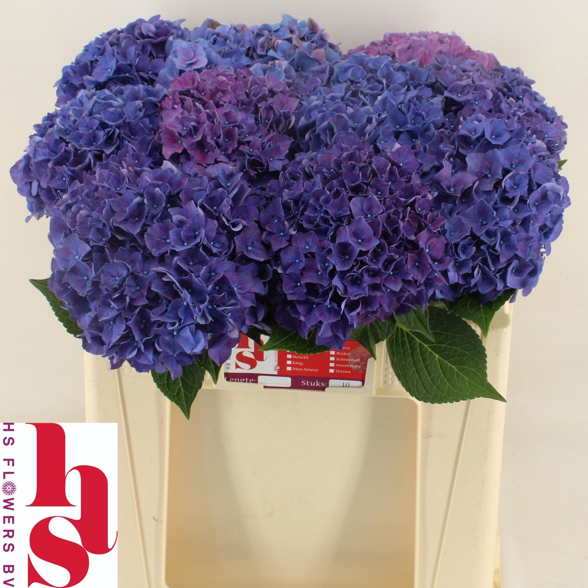Hydrangea Rodeo Purple 50cm 16Ø