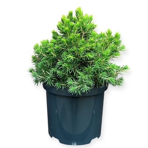 Picea abies 'Tompa'
