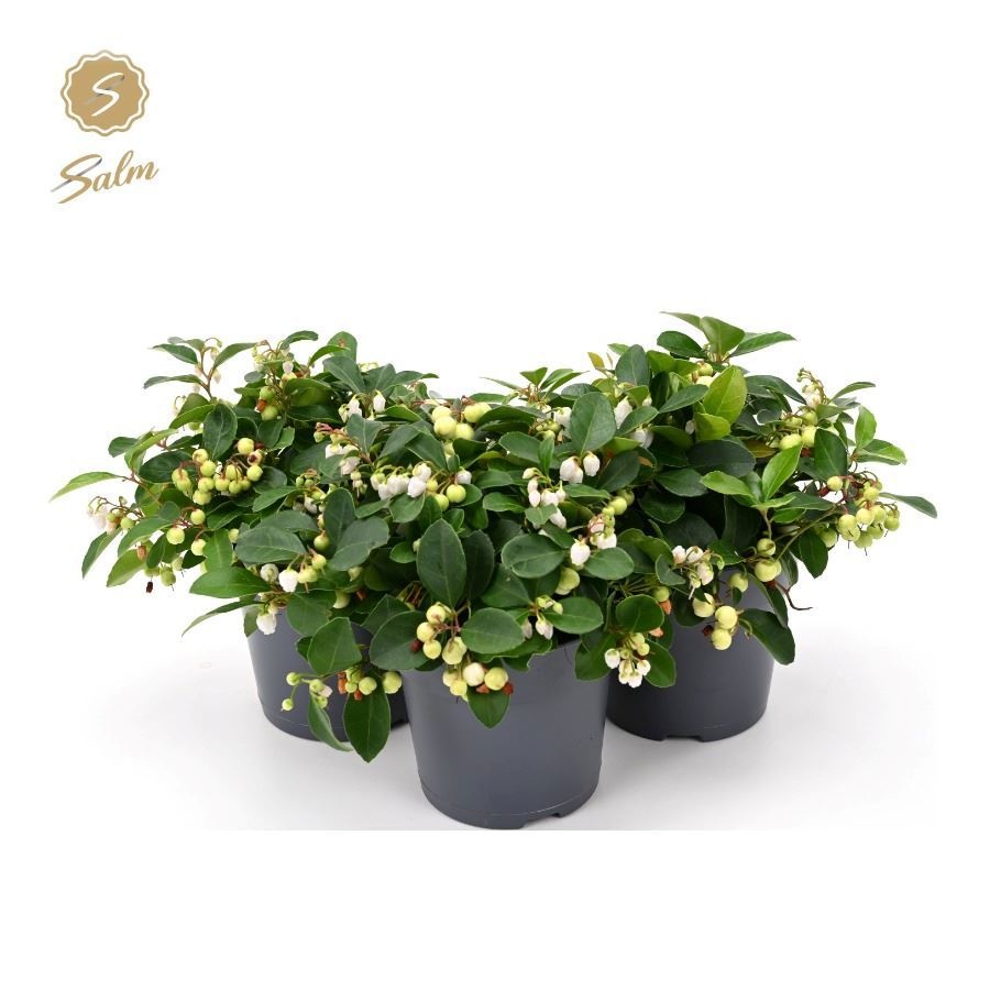 Gaultheria Pr. 'ciao Bella White'® P12