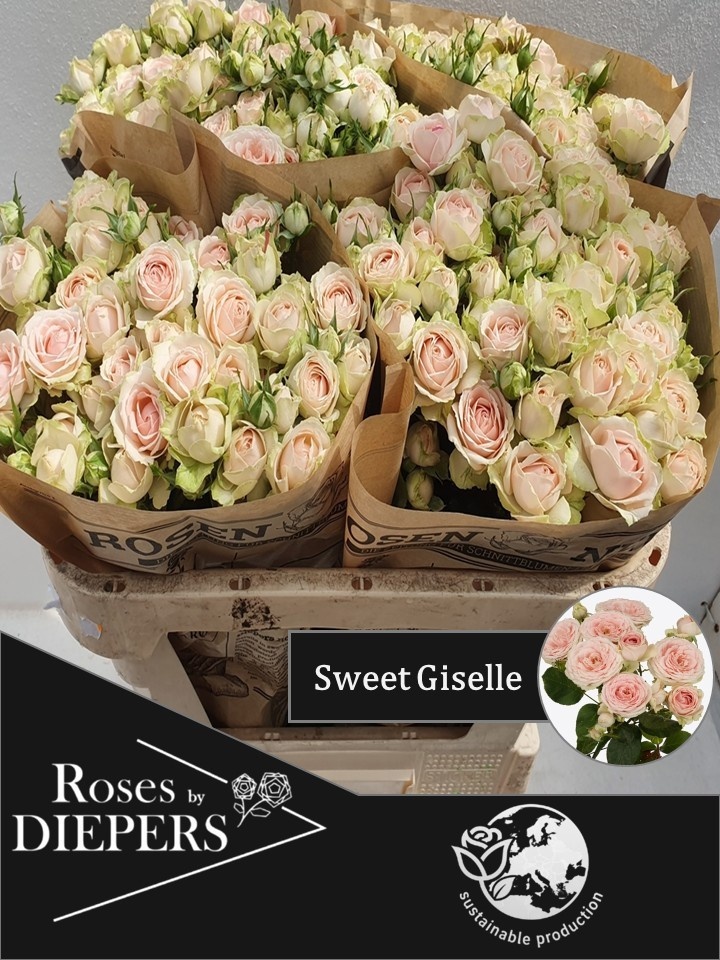R Tr Sweet Giselle!