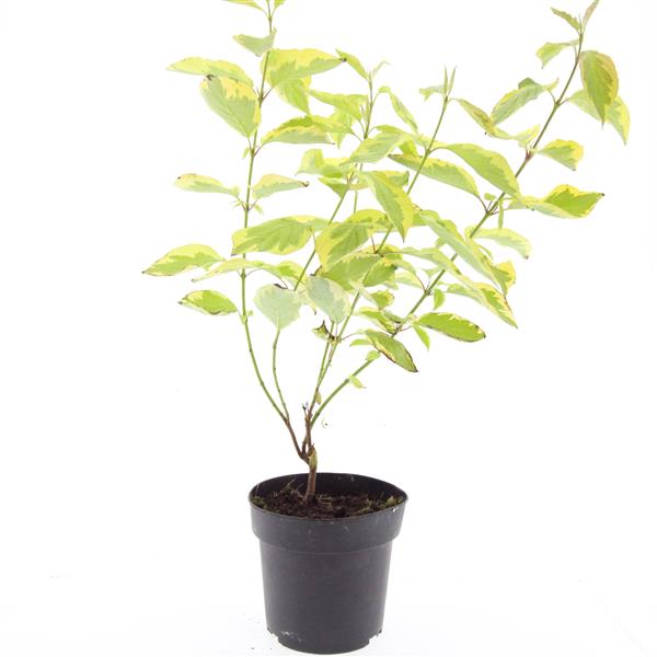 Picture of Cornus alba Gouchaultii P17 (2 Ltr) (LOOSE)