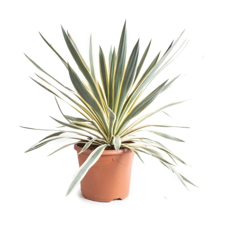 Yucca gloriosa 'Variegata'
