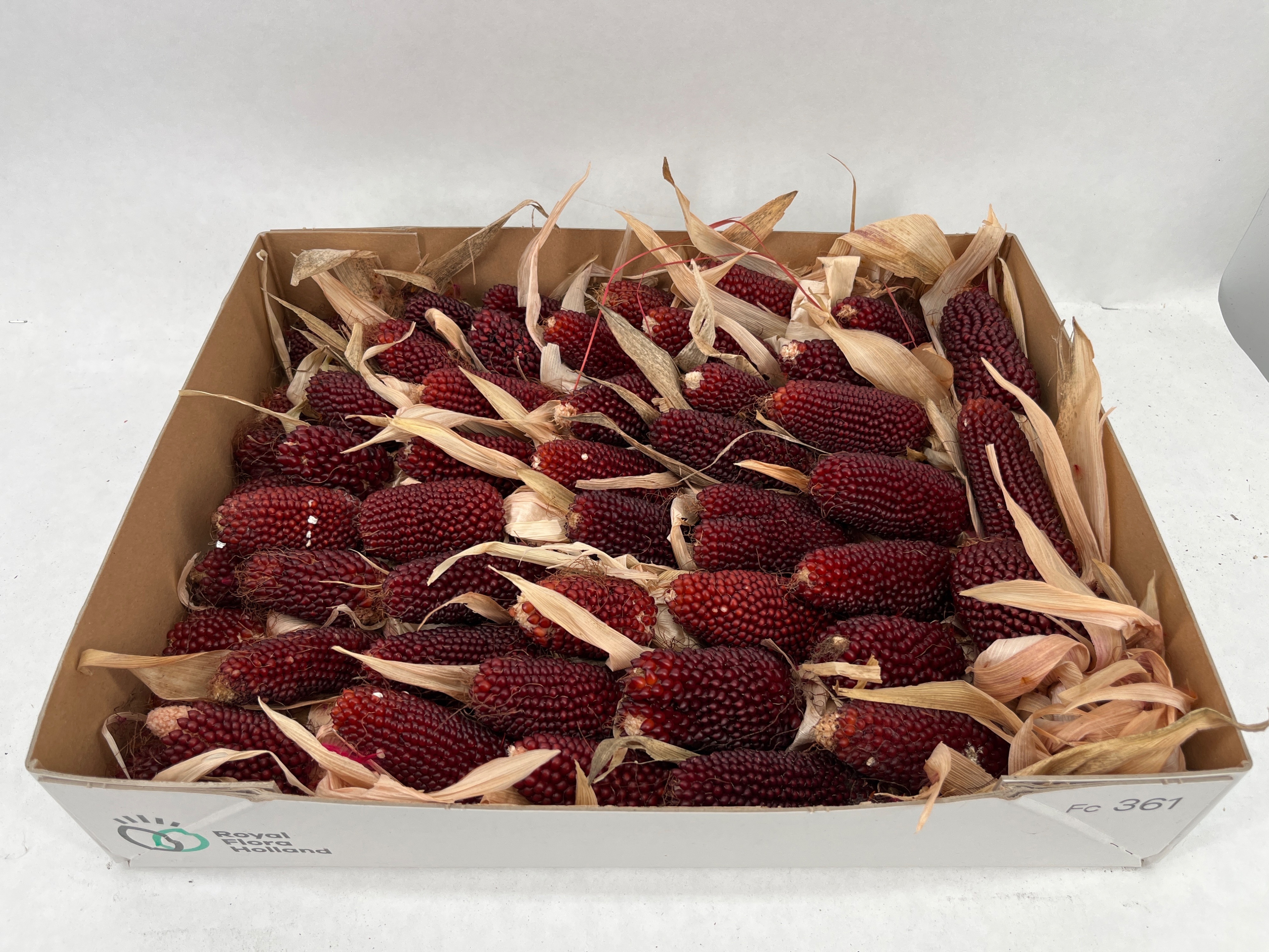 Zea Mays 6%
