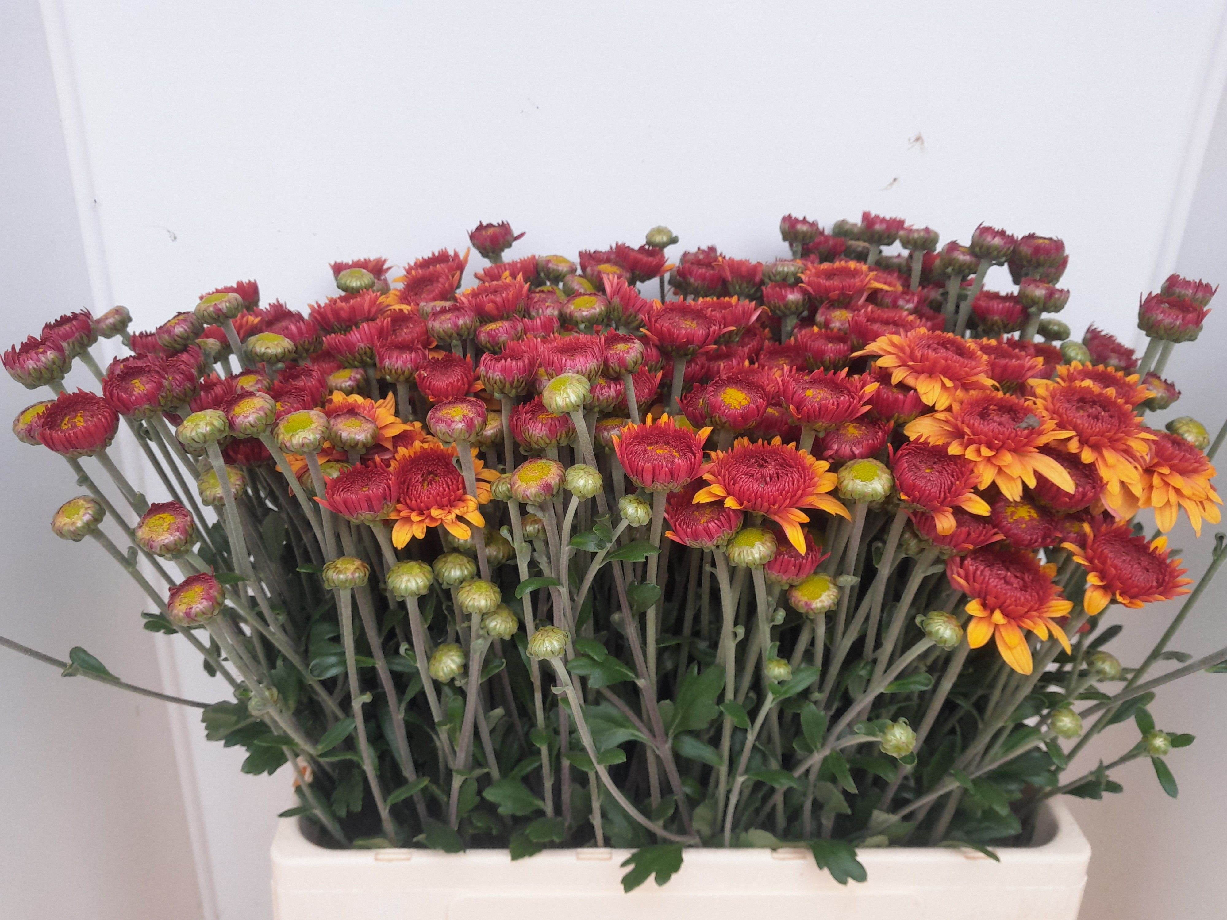 Chrysant Tbu Beppie Bronze 60cm