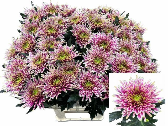 Chr G Tula Sharletta 80cm 75gram