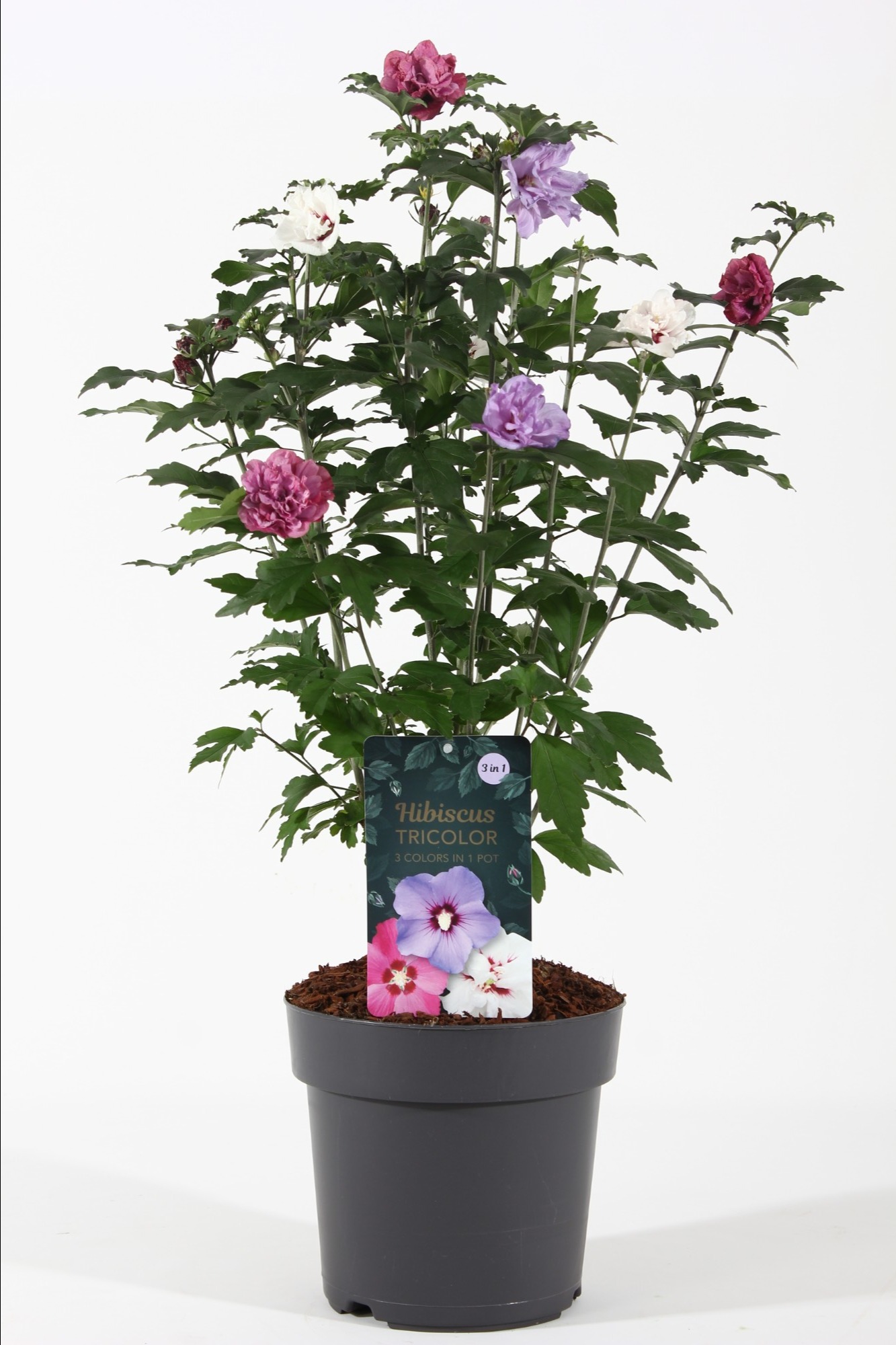 Picture of Hibiscus Tricolor P21 (4 Ltr)