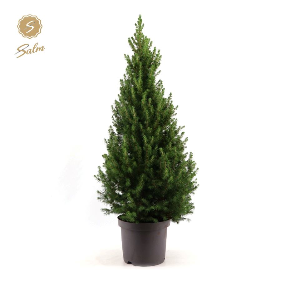 Picture of Picea gl. 'December'® P26 80/90