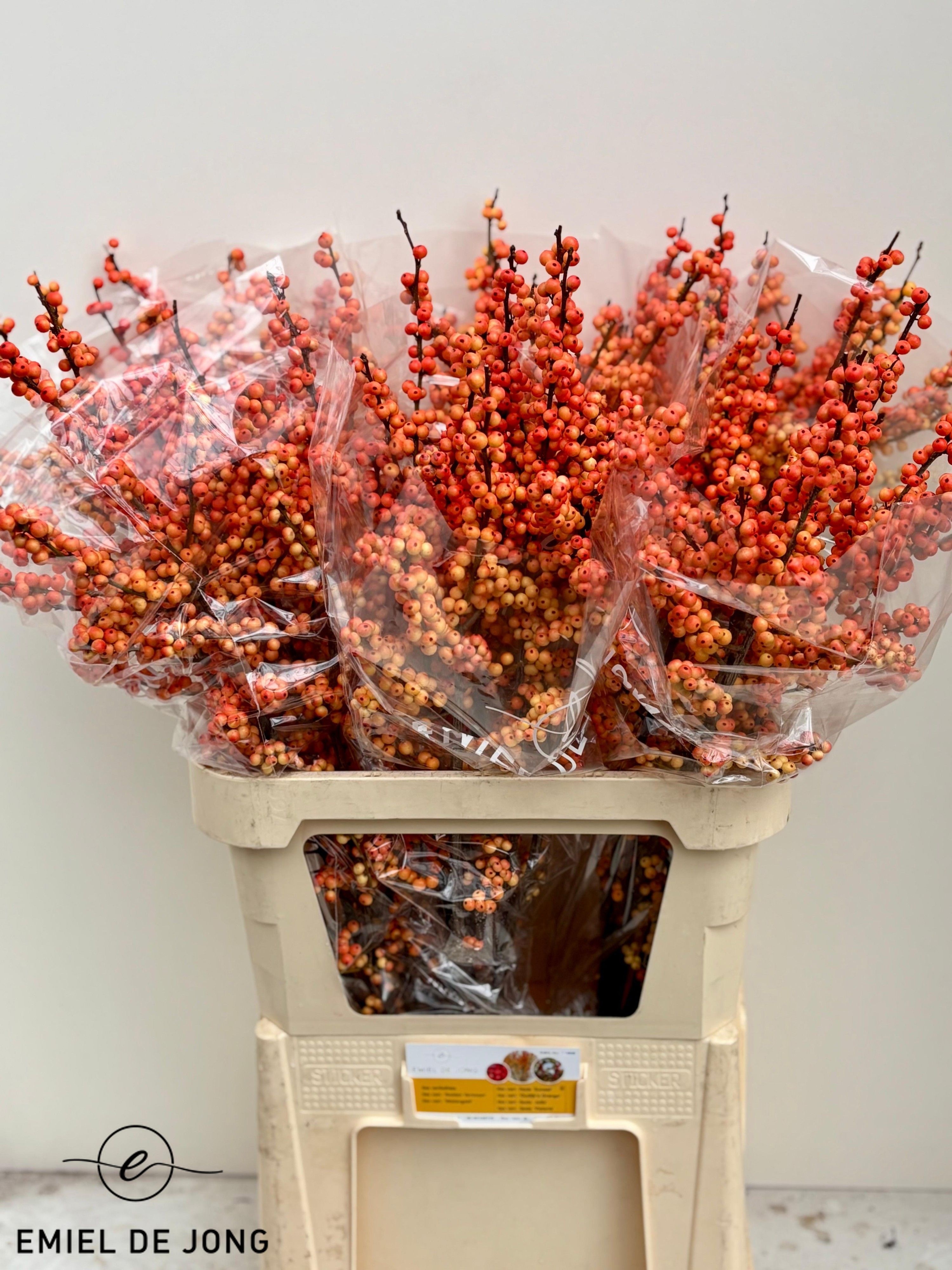 Ilex Ilexia Julia 90cm