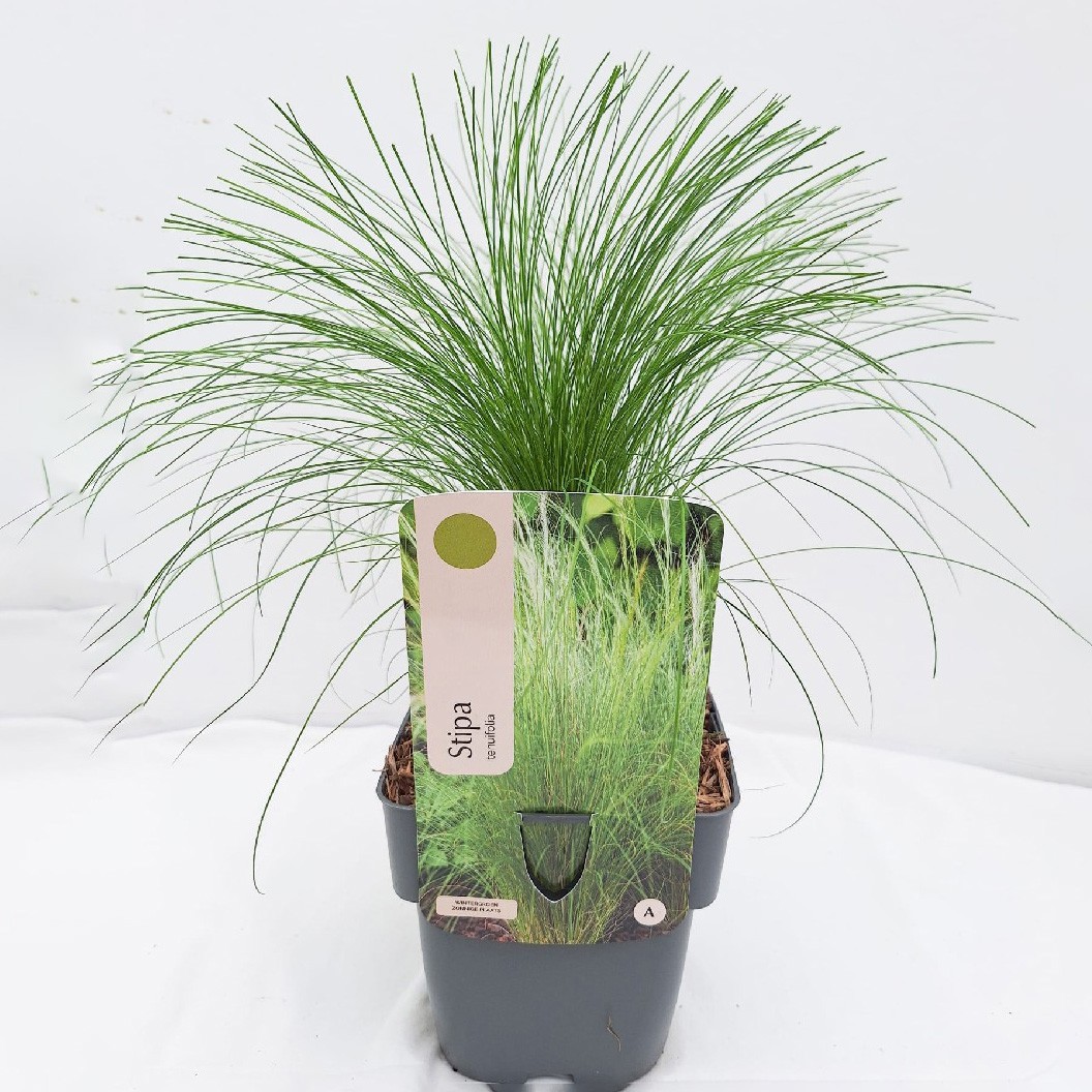 Stipa tenuifolia