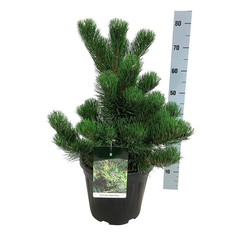 Picture of Pinus nigra 'Oregon Green'