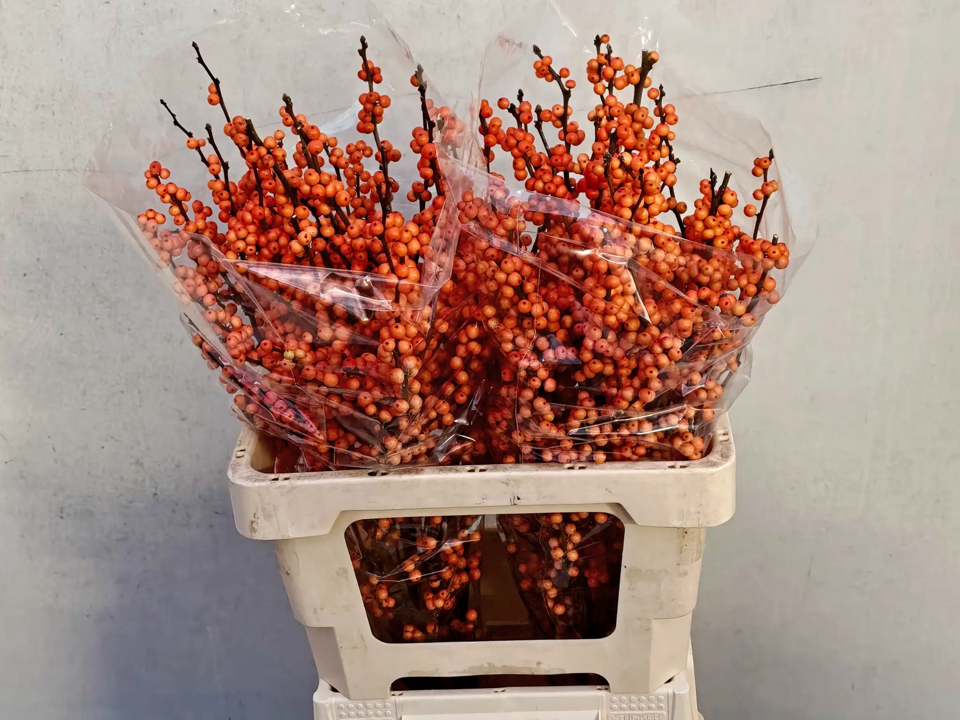 Ilex Winter Gold 60cm