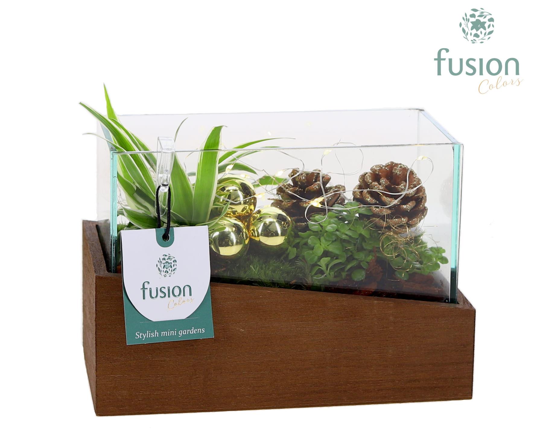 Picture of X-Mas arrangement Aquarium X-Small FC-23.0226FDH P19 15CM