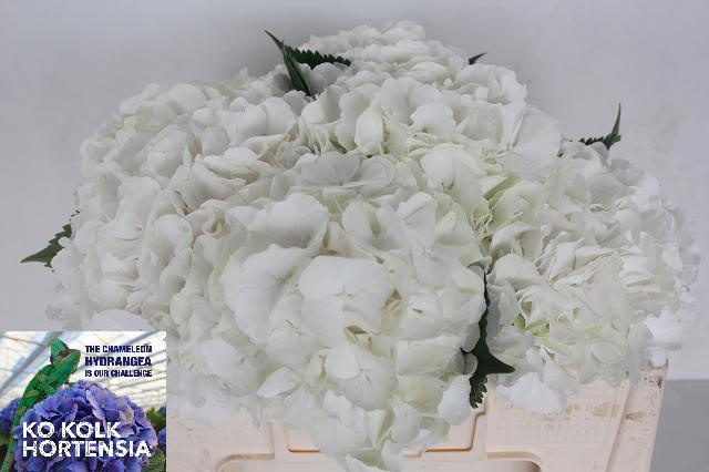 Hydrangea White Verena 50cm 19Ø