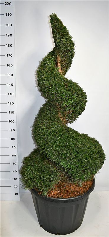 thuja weleda Weleda Echinacea/Thuja Comp 100ml main image 0