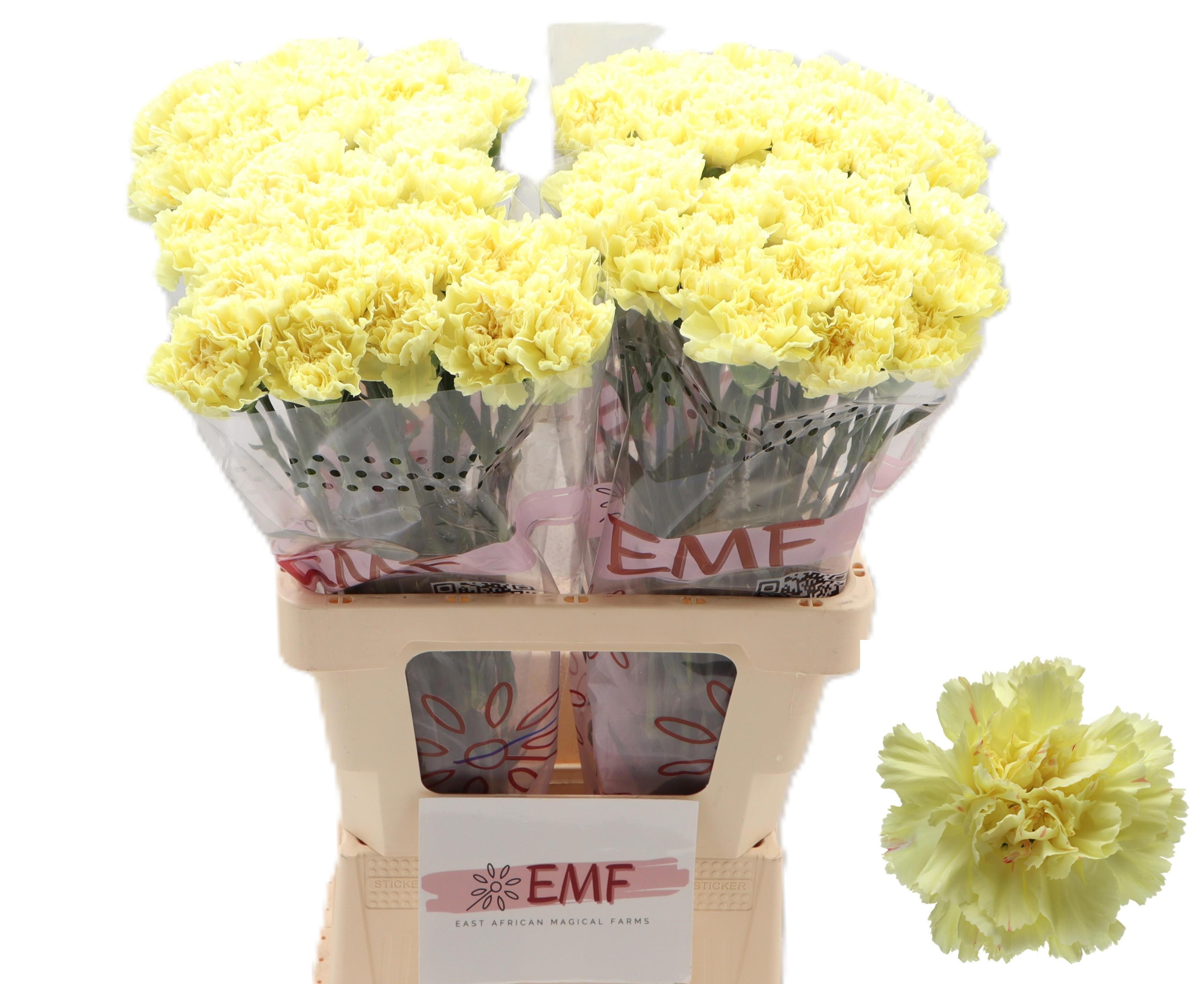 Dianthus Hermes 60cm