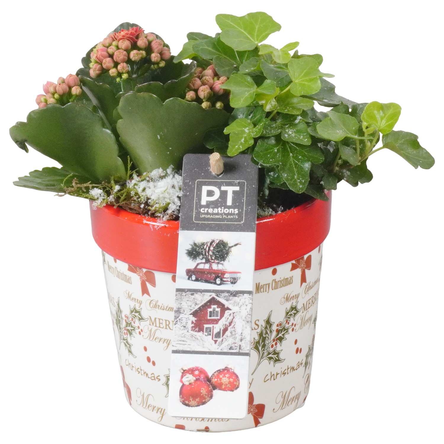 Picture of PTKB9371 Arrangement X-Mas in ceramic pot P9 18cm