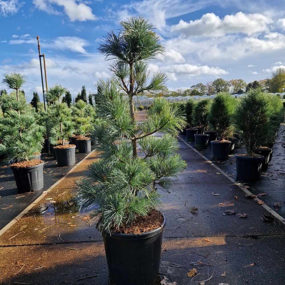 Picture of Pinus koraiensis Silveray C20 80/90