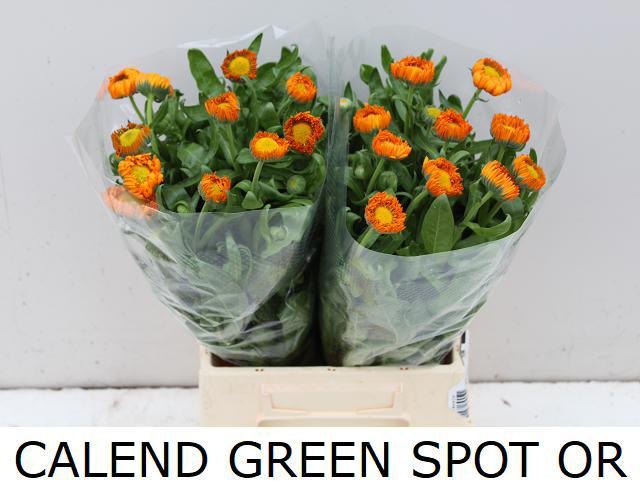 Calendula Green Spot