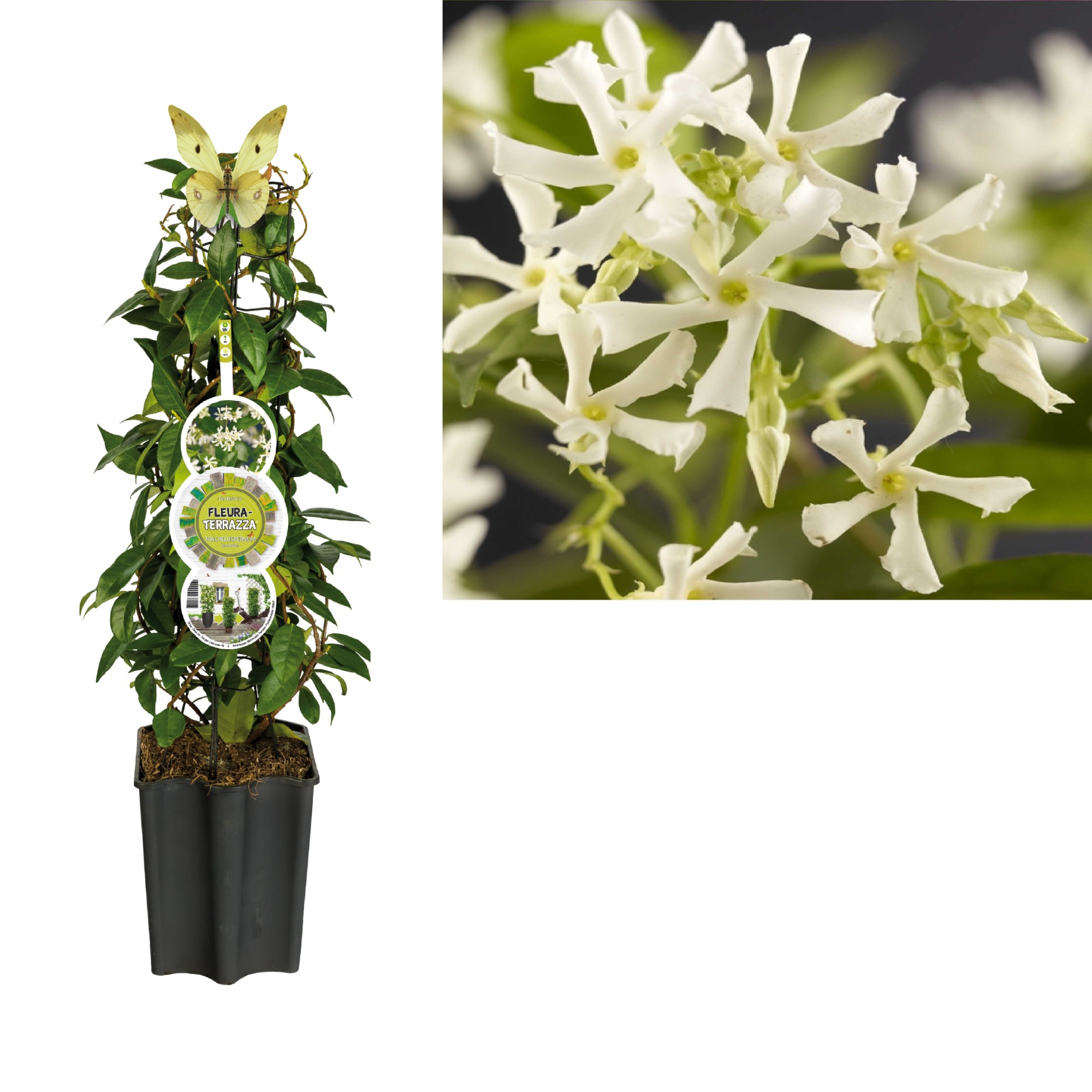 Picture of FleuraTerrazza W320 Trachelospermum jasminoides +label P19 75cm