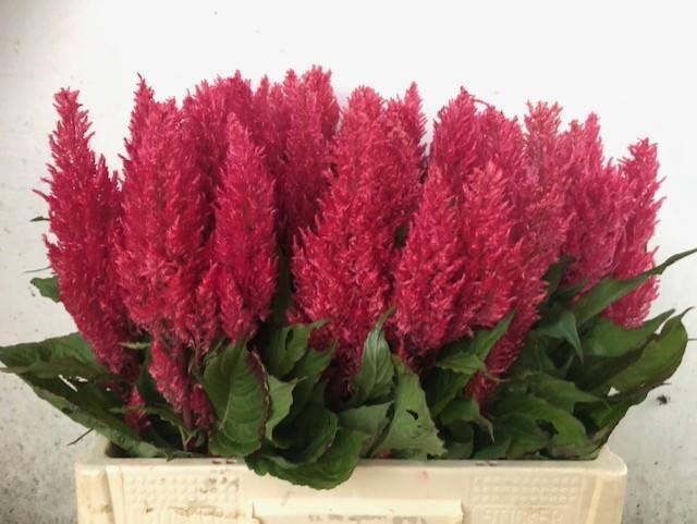 Celosia Feather Century Purple-pink 50cm