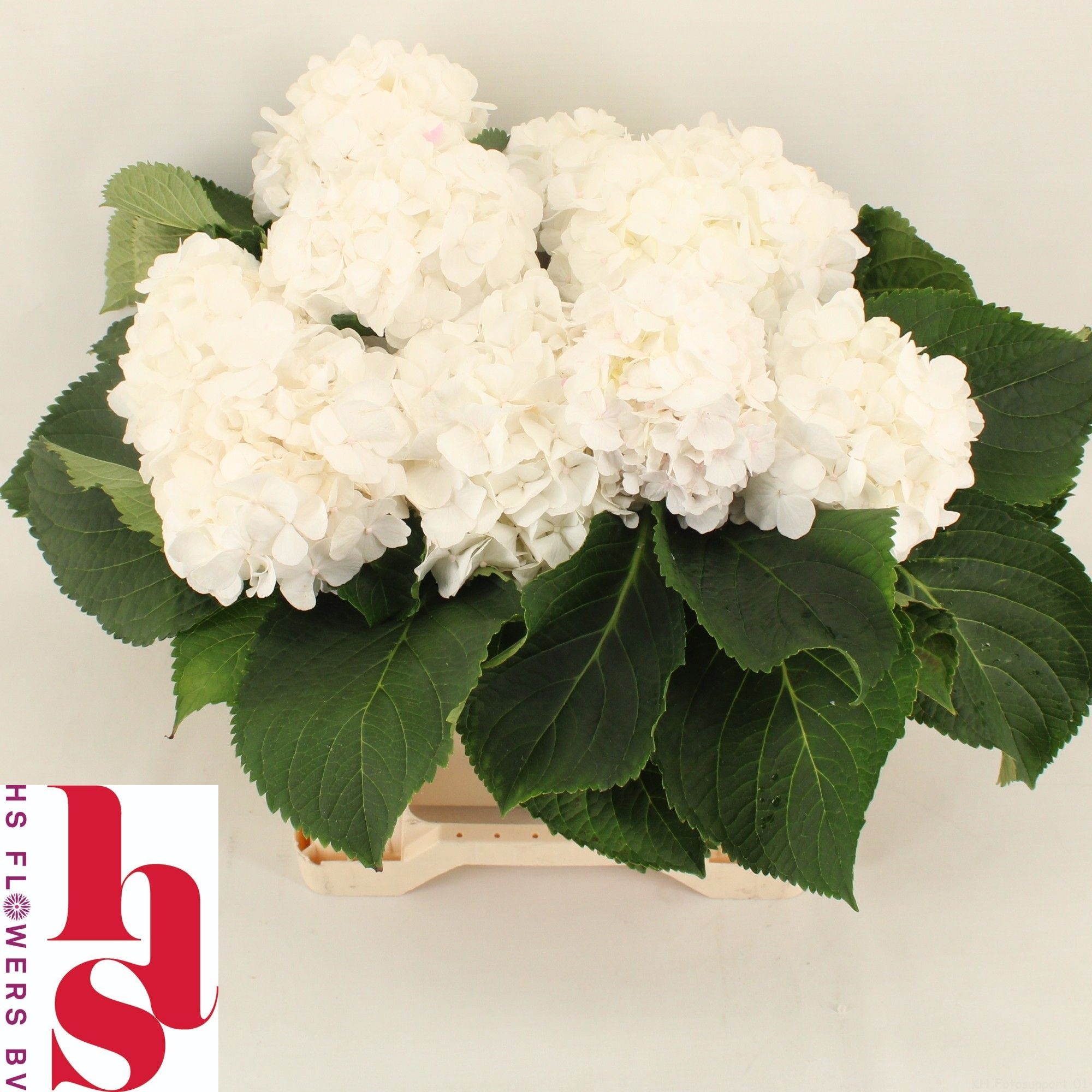 Hydrangea White Verena 40cm 15Ø