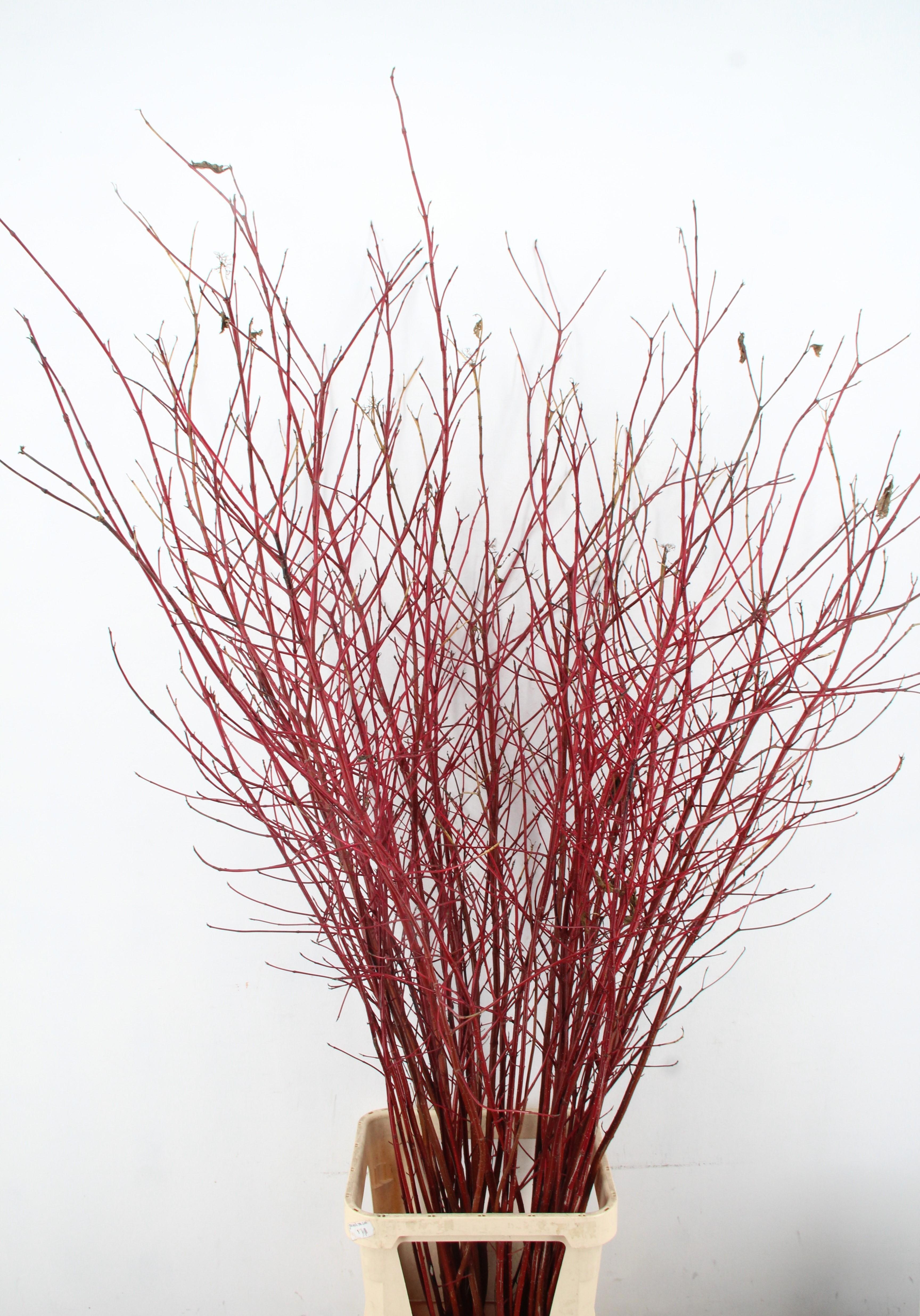 Cornus Alba Sibirica 160L.cm