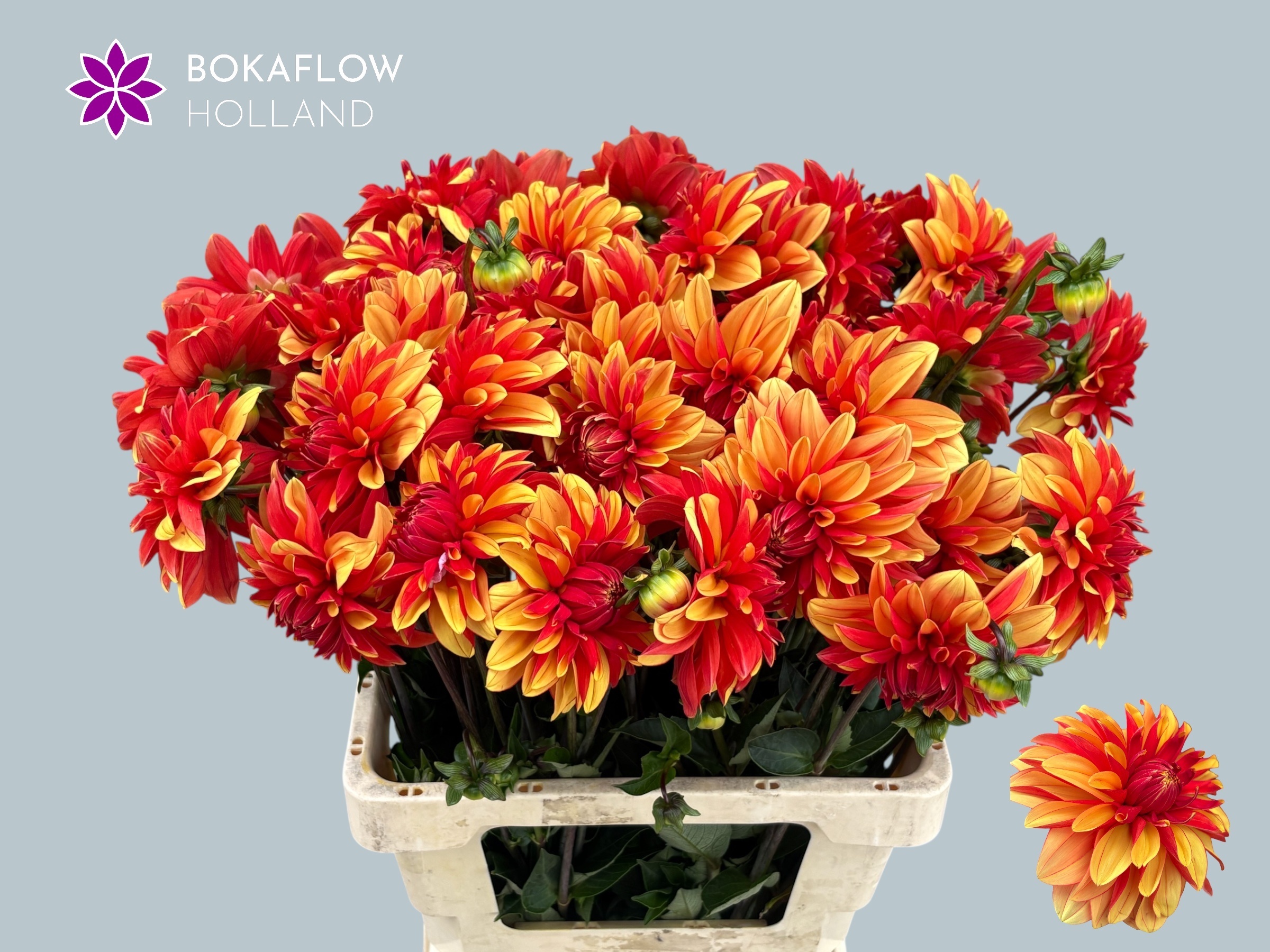 Dahlia Japlou 60cm