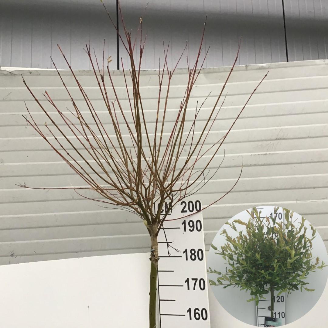 Picture of Salix integra Hakuro-nishiki P26 (7.5 Ltr) 180/STD (LOOSE)