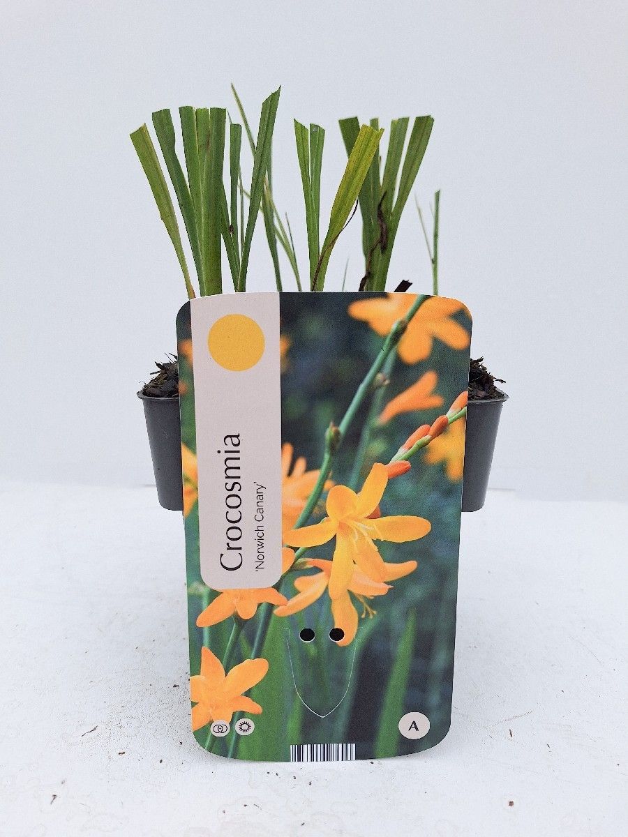 Crocosmia 'Norwich Canary'