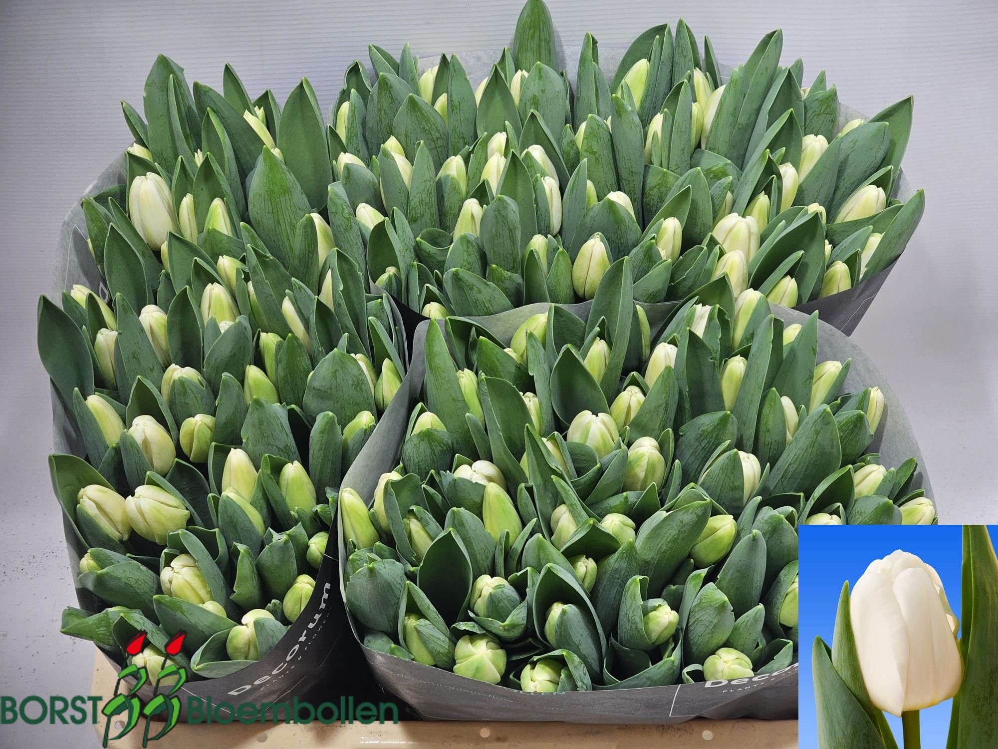 Tulipa Antarctica 44cm 40gram