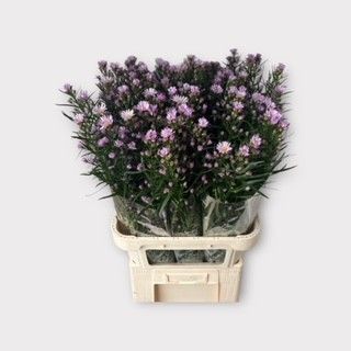 Aster Claudia 70cm 20gram