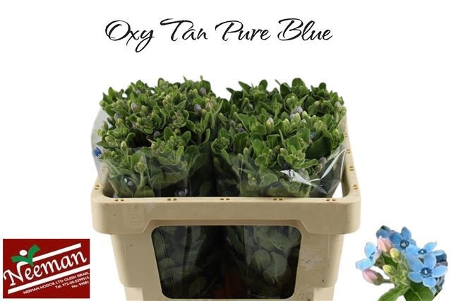 Oxypetal Tan Pur Blu