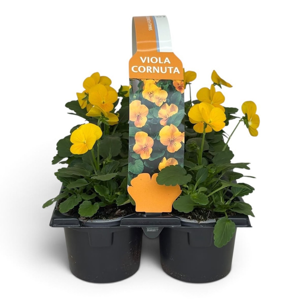 Viola Sixpack Viola Cornuta Yellow