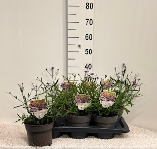 Picture of Verbena bonariensis P17 P17 (2 Ltr)