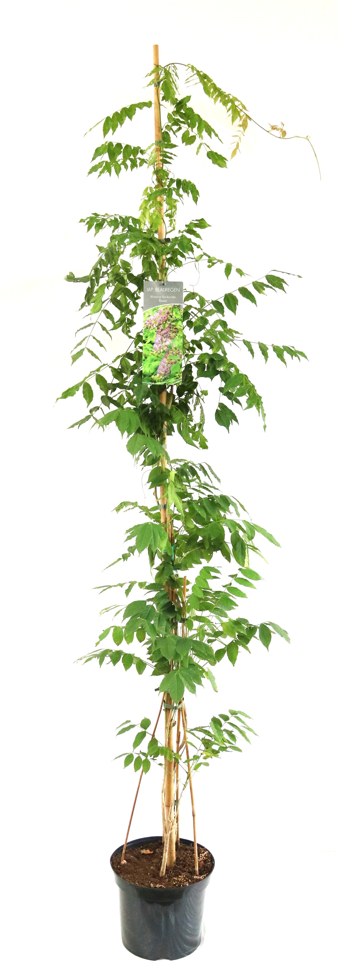 Wisteria floribunda 'Rosea'