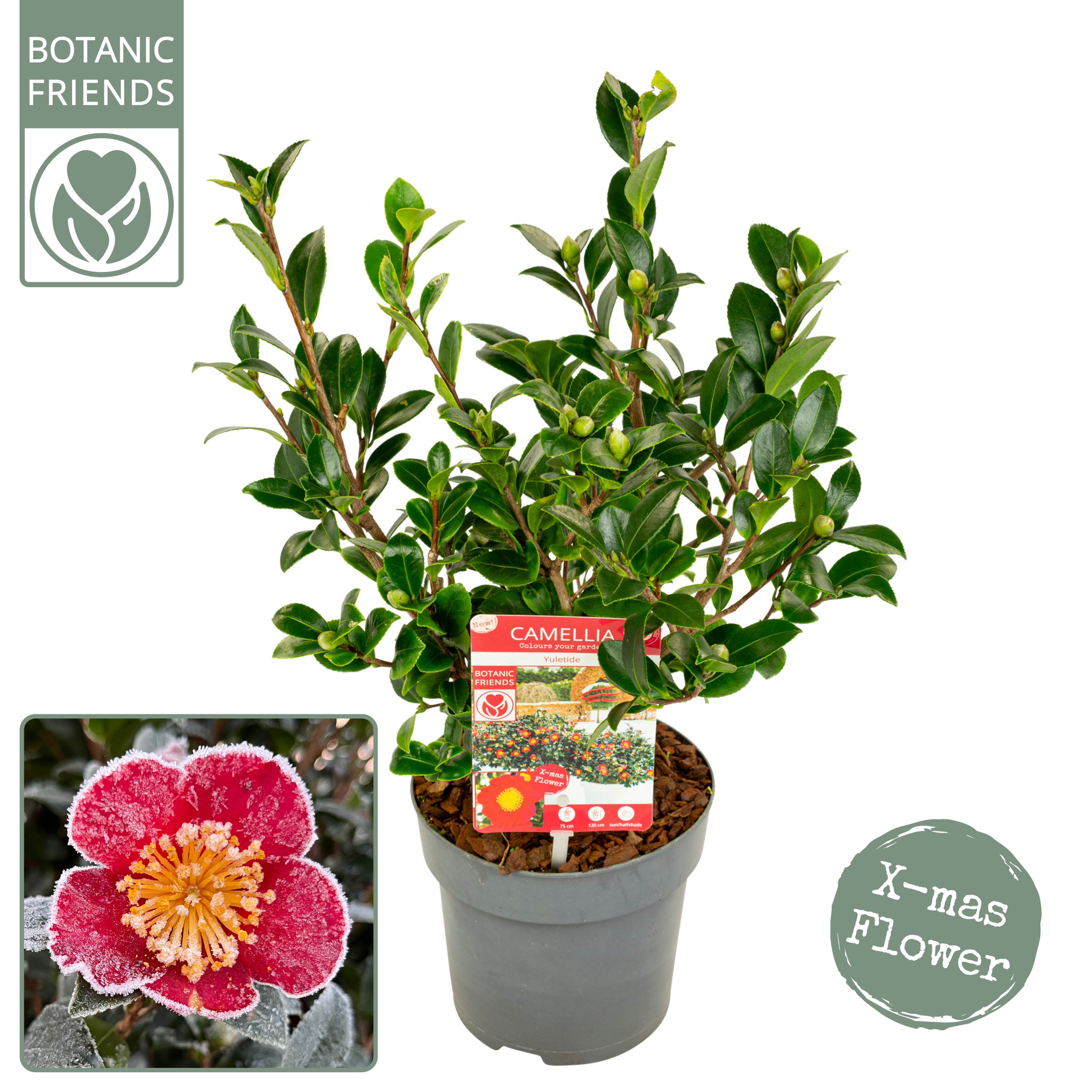 Picture of Camellia sas. Yuletide Premium P15 50CM