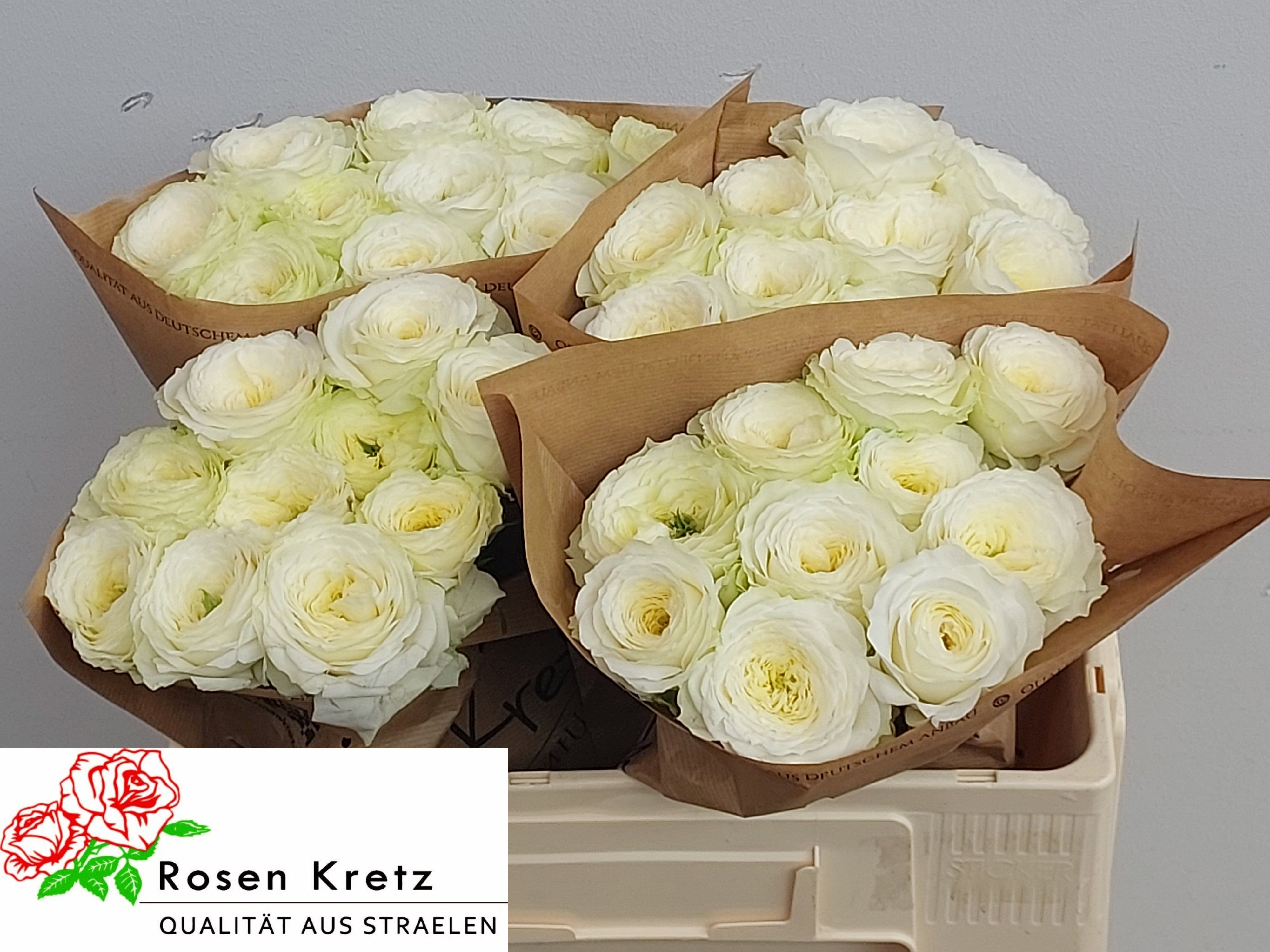 R Gr Lotti+ 50cm