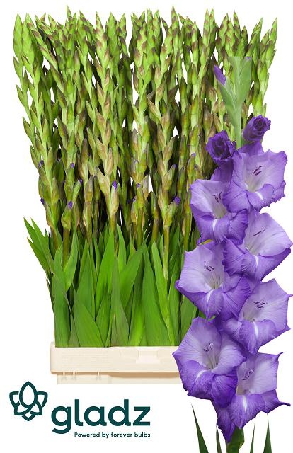 Gladiolus Mojito 110cm 190gram