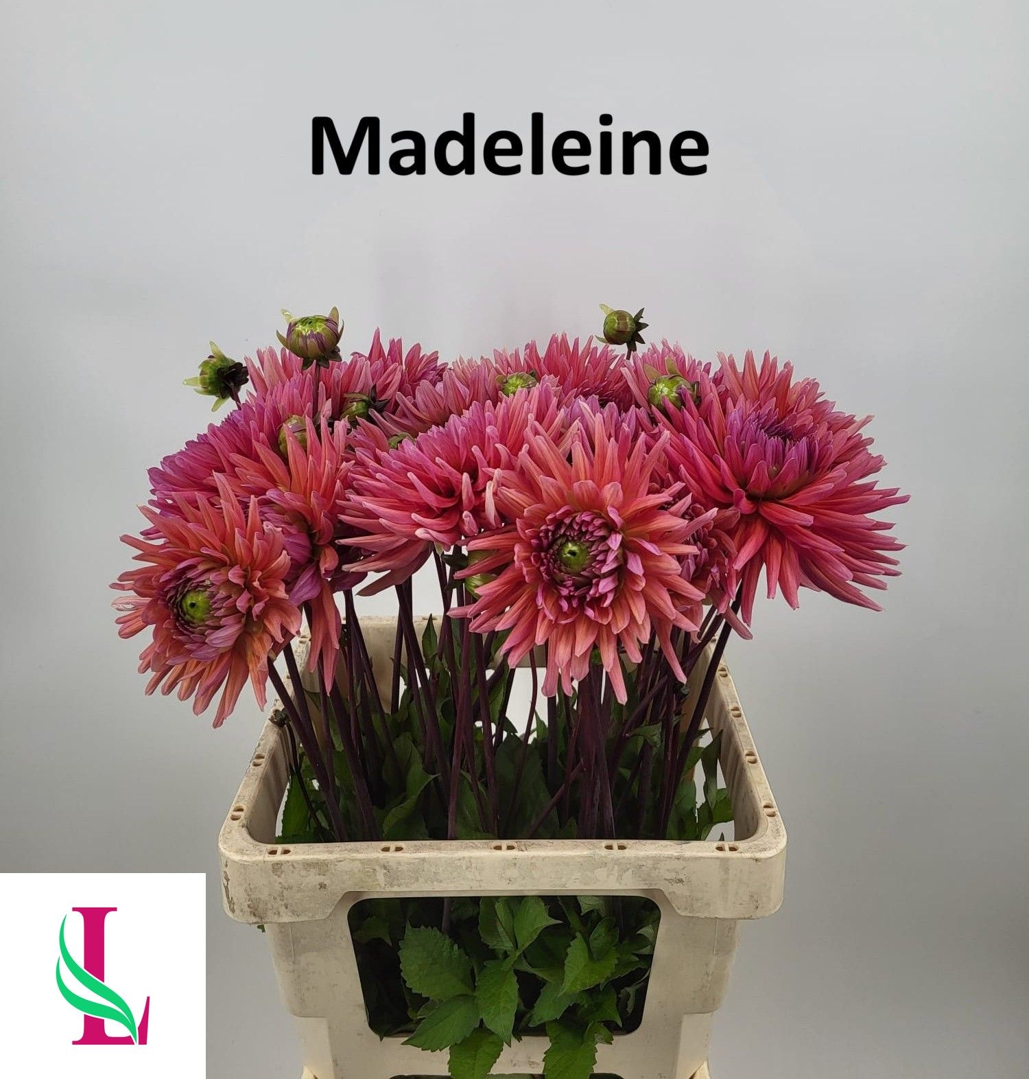Dahl Madeleine