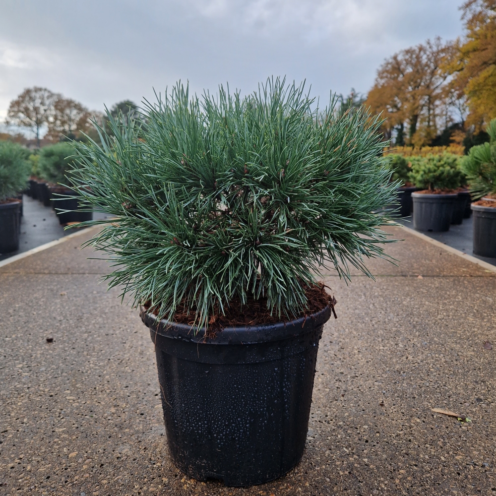 Picture of Pinus sylvestris Chantry Blue C8 25/30 (LOOSE)