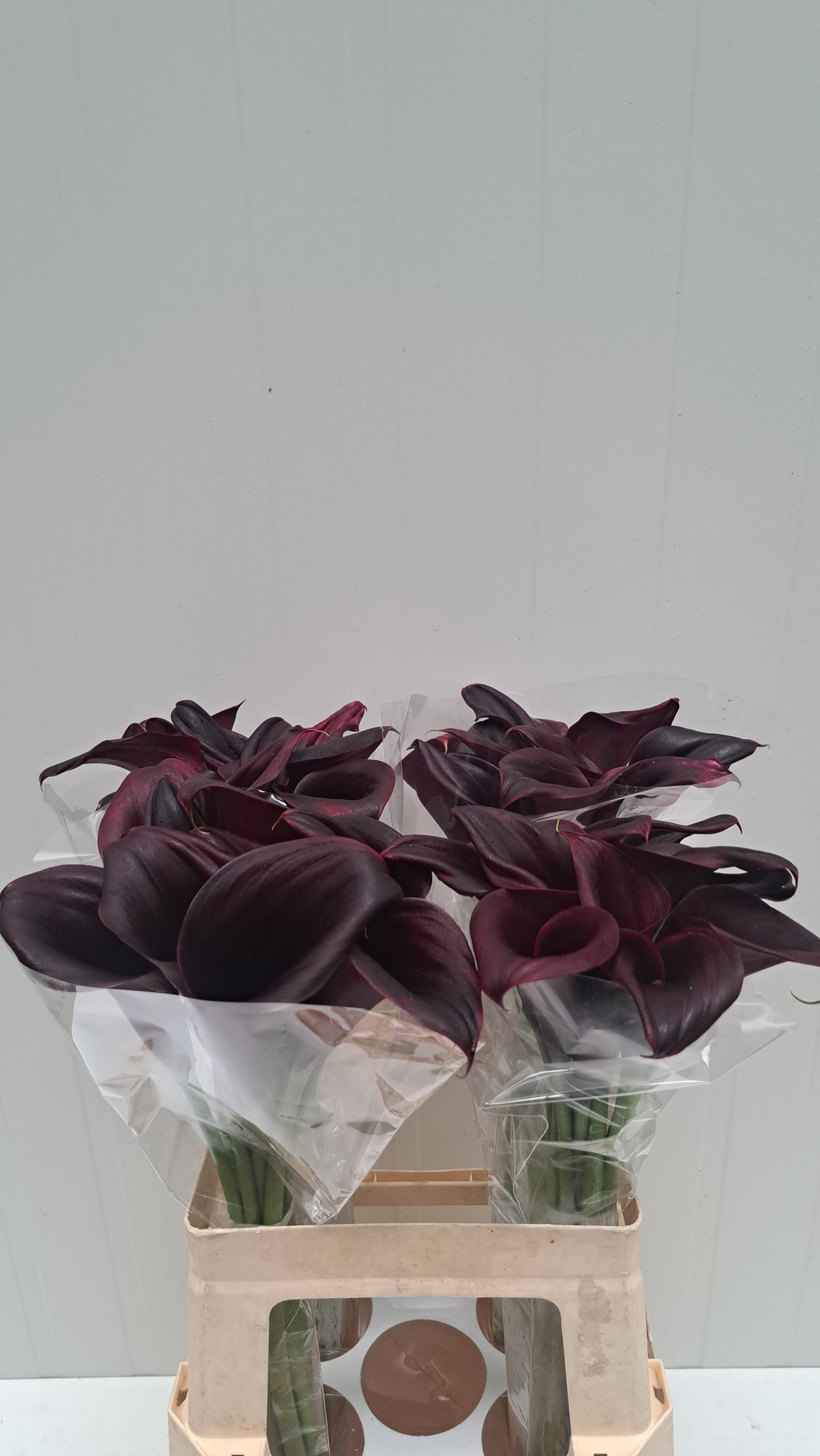 Calla Odessa 60cm