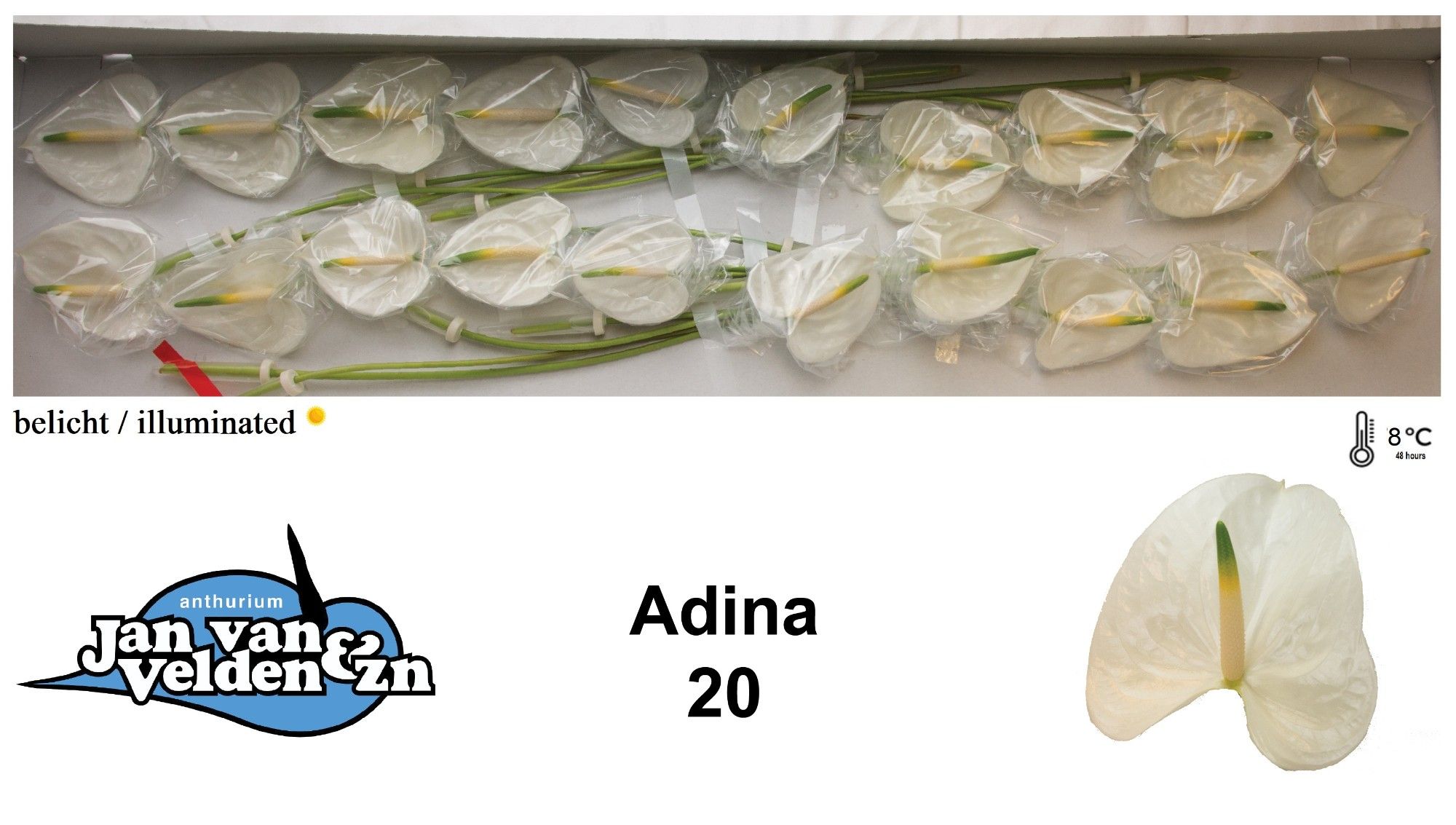 Anth A Adina
