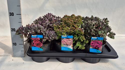Sedum spurium mix p17 Weet