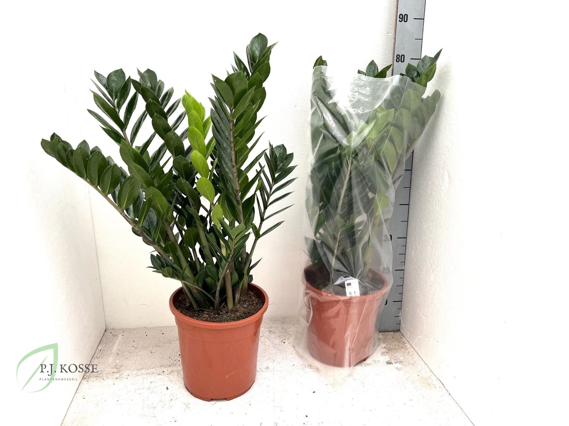 Zamio Zamiifolia 24P 80H 7TAK