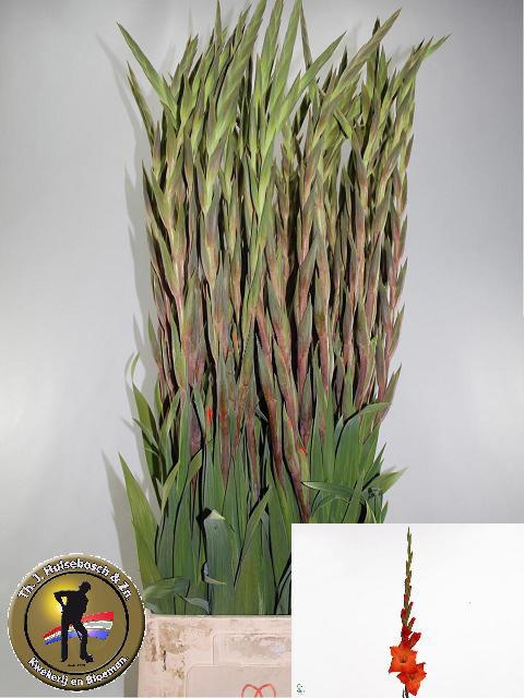 Gladiolus Live Oak 110cm 130gram