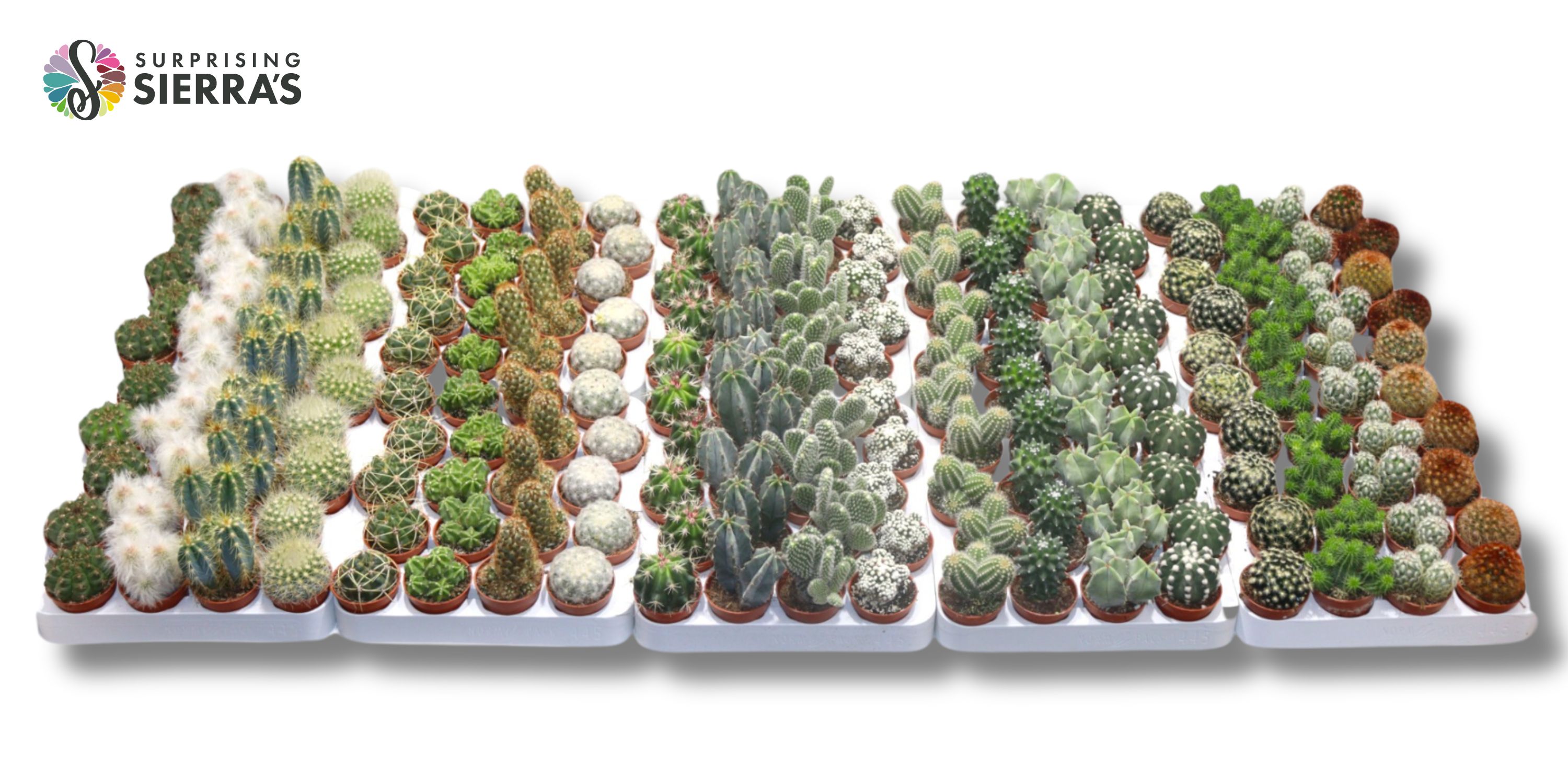 Picture of Sierra's® - Cactus ShelveMix (Deluxe) P5.5 12CM