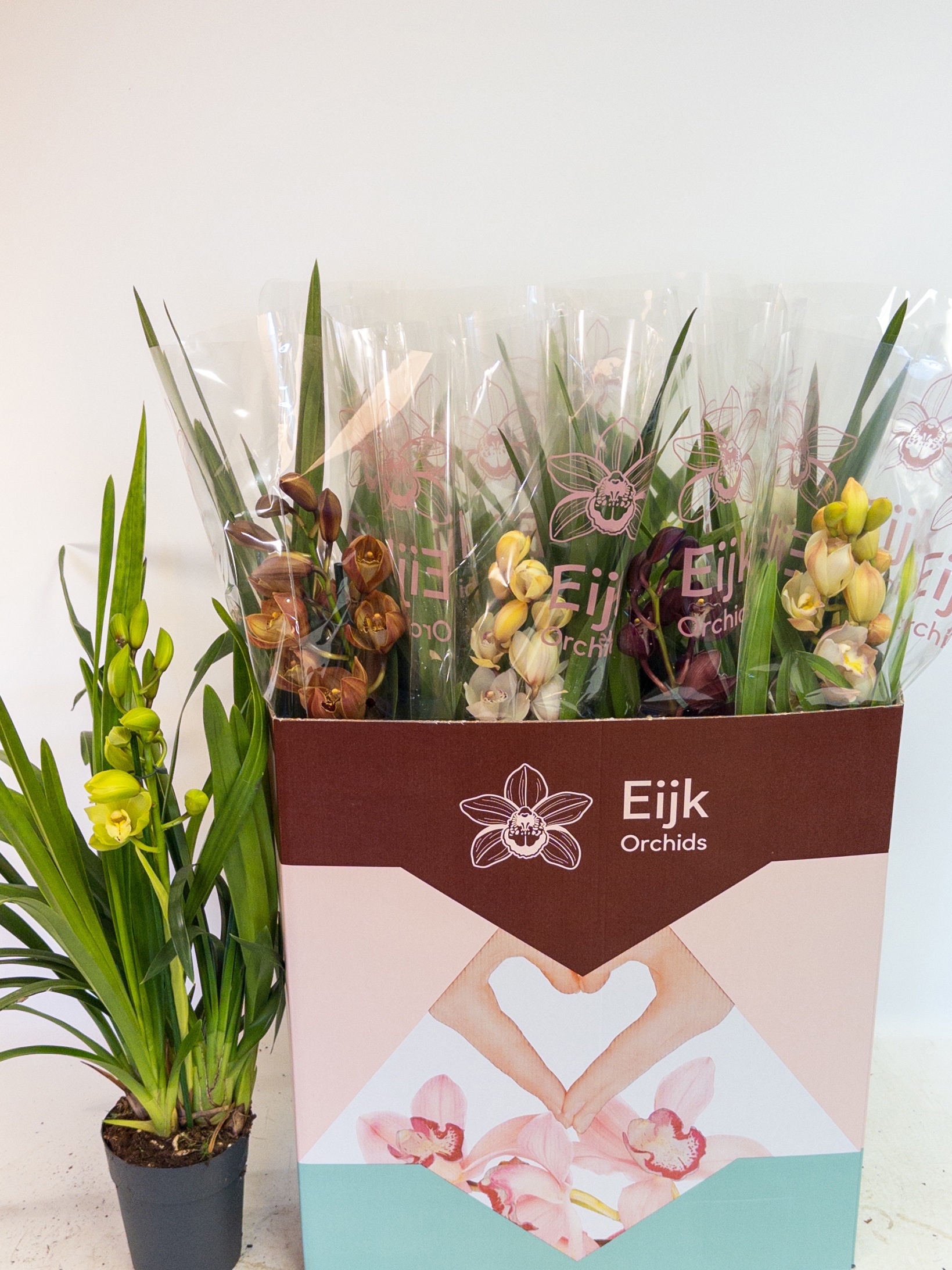 Cymbidium Asst Sp Orchids